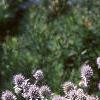 Eryngium amethystinum, habit