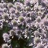 Eryngium amethystinum, habit