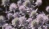Eryngium amethystinum, habit