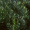 Eryngium amethystinum, habit