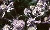 Eryngium amethystinum, habit