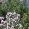 Eryngium amethystinum, habit