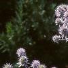 Eryngium amethystinum, habit