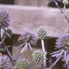 Eryngium amethystinum, flowers