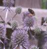 Eryngium amethystinum, flowers