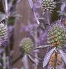 Eryngium amethystinum, flowers