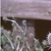 Eryngium amethystinum, flowers