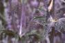 Eryngium amethystinum, flowers