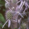 Eryngium amethystinum, flowers