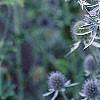 Eryngium planum, flowers