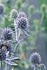 Eryngium planum, flowers
