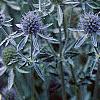 Eryngium planum, flowers