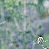 Eryngium planum, flowers