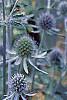 Eryngium planum, flowers