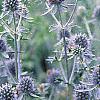 Eryngium planum, flowers