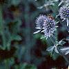 Eryngium planum, flowers