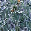 Eryngium planum, flowers