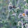 Eryngium planum, flowers