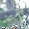 Eryngium planum, flowers