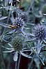 Eryngium planum, flowers