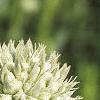 Eryngium yuccifolium, flowers