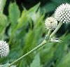 Eryngium yuccifolium, flowers