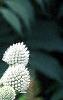 Eryngium yuccifolium, flowers