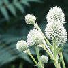 Eryngium yuccifolium, flowers