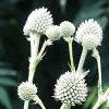 Eryngium yuccifolium, flowers