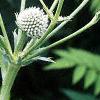 Eryngium yuccifolium, flowers