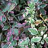 Oenanthe javanica 'Flamingo', leaves
