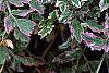 Oenanthe javanica 'Flamingo', leaves
