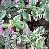 Oenanthe javanica 'Flamingo', leaves