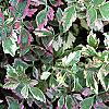 Oenanthe javanica 'Flamingo', leaves