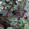Oenanthe javanica 'Flamingo', leaves