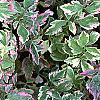Oenanthe javanica 'Flamingo', leaves
