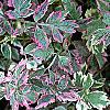 Oenanthe javanica 'Flamingo', leaves