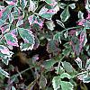 Oenanthe javanica 'Flamingo', leaves