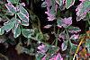 Oenanthe javanica 'Flamingo', leaves
