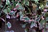 Oenanthe javanica 'Flamingo', leaves