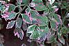 Oenanthe javanica 'Flamingo', leaves