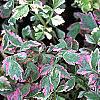Oenanthe javanica 'Flamingo', leaves