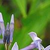 Amsonia 'Blue Ice', flowers