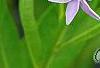 Amsonia 'Blue Ice', flowers