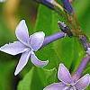 Amsonia 'Blue Ice', flowers