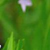 Amsonia 'Blue Ice', flowers