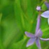 Amsonia 'Blue Ice', flowers