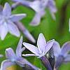 Amsonia 'Blue Ice', flowers