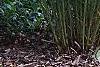 Amsonia hubrichtii, habit