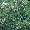 Amsonia hubrichtii, habit